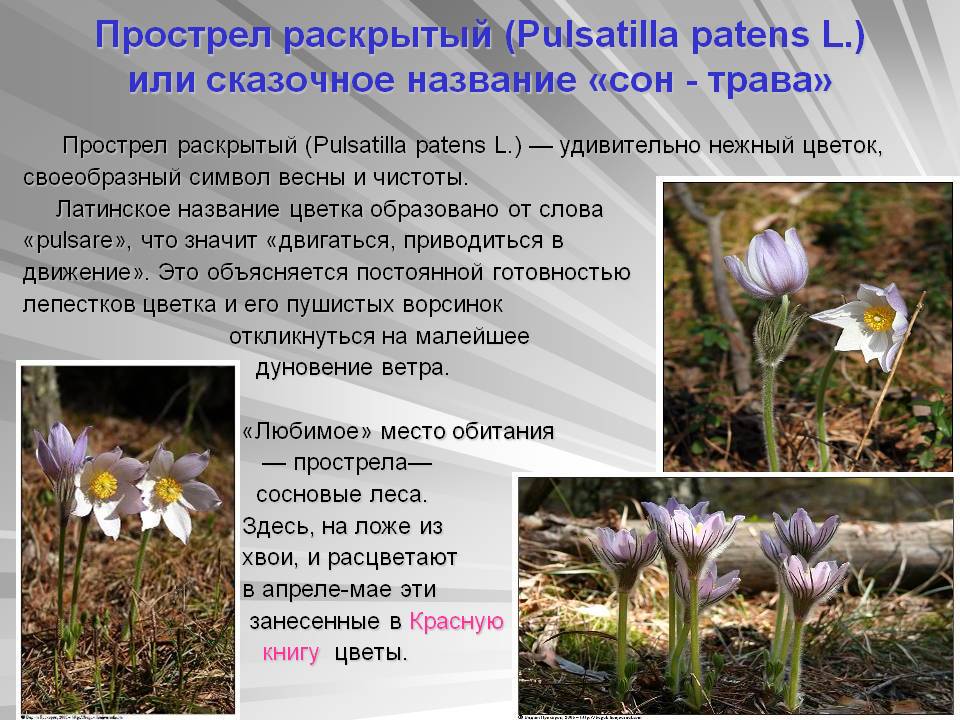 Сон трава почему так назвали. Прострел раскрытый. Прострел (Pulsatilla). Прострел раскрытый Pulsatilla Patens (l.) Mill.. Прострел раскрытый, сон-трава – Pulsatílla Pátens l..