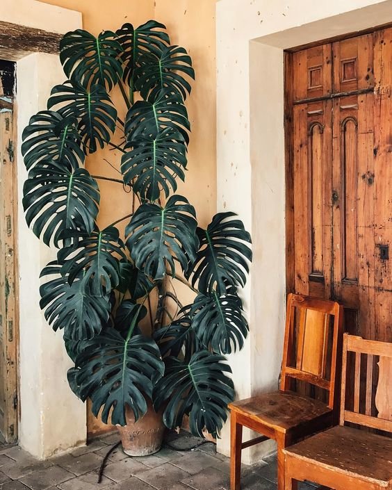 Spotted this magnificent Monstera hiding out in the back of a sweet little cafe on a recent visit to San CristÃ³bal in southern Mexico. It was facing an open-air patio full of anthuriums and a mango tree. So magical how indoor and outdoor spaces intertwine in warmer climate!