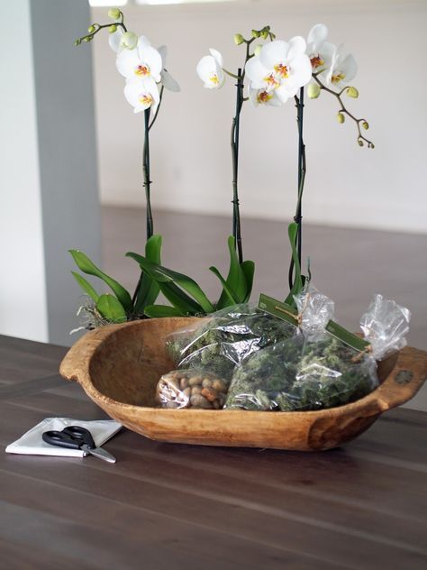 Potted Orchid In A Wooden Dough Bowl