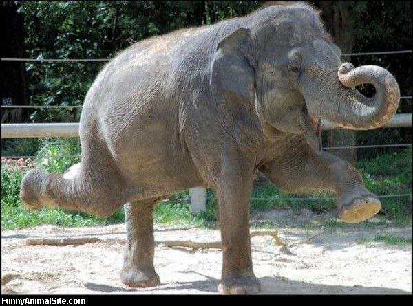 Шкала довольства слоников) | Пикабу