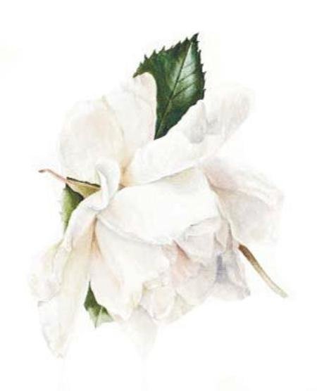 Картинки по запросу акварель белые цветы