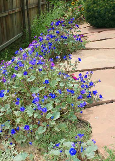 Сад Ground covers on sloped wall