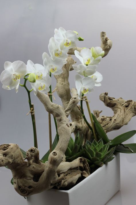 mini orchid exotic wood