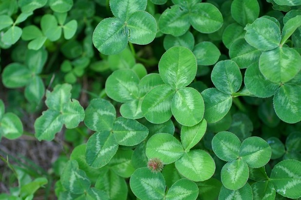 Сад Trifolium Repens / White Clover