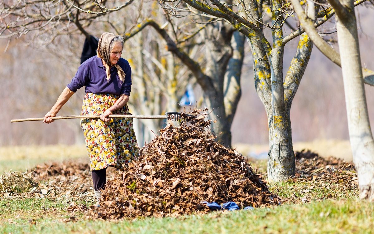 : Senior rural woman with a rake, spring cleaning in a walnut orchard