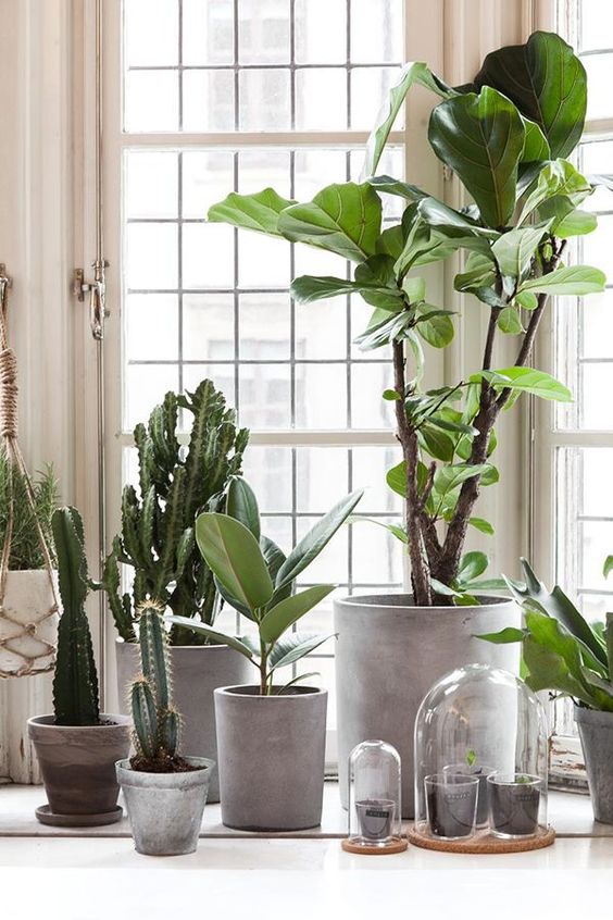 Botanical Beauty :: Plants :: Cacti :: Nature :: Free your Wild :: See more Untamed Garden Decor + Style Inspiration @untamedorganica