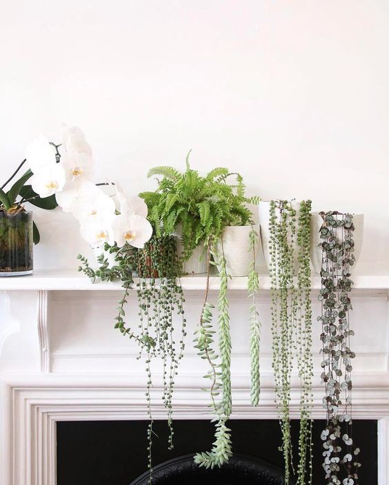 This mantel laden with plants showcases some of our very favorite cascading specimens: string of hearts string of pearls burro's tail and string of buttons (from right to left). Thanks for sharing in #InteriorRewilding @detailmc! Mantels make awesome locations for plants but just don't forget to move them if you're going to have a fire - even if they seem far away the temperature and humidity fluctuation can cause problems!  String of Hearts ships at the link in profile!  We post a new photo from #InteriorRewilding each week. Tag your indoor green oasis for a chance to be featured!