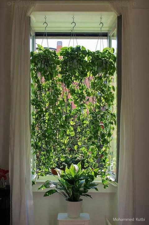 pothos curtain - Bing Images