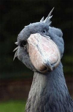 shoebill (Balaeniceps rex) also known as whalehead or shoe-billed stork