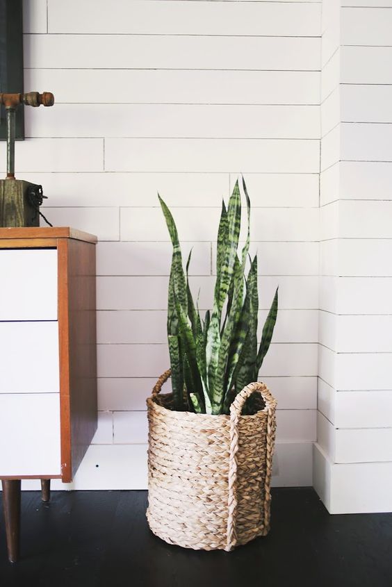 Five EASY To Care For Houseplants