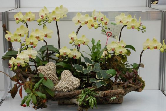 Best Orchid Arrangements With Succulents And Driftwood (19)