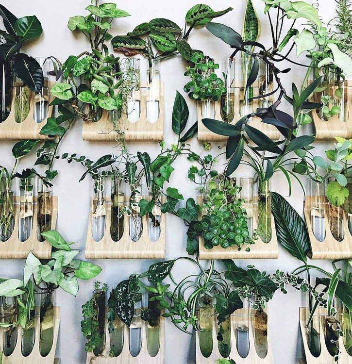 Easy houseplants for indoor house ideas [35]