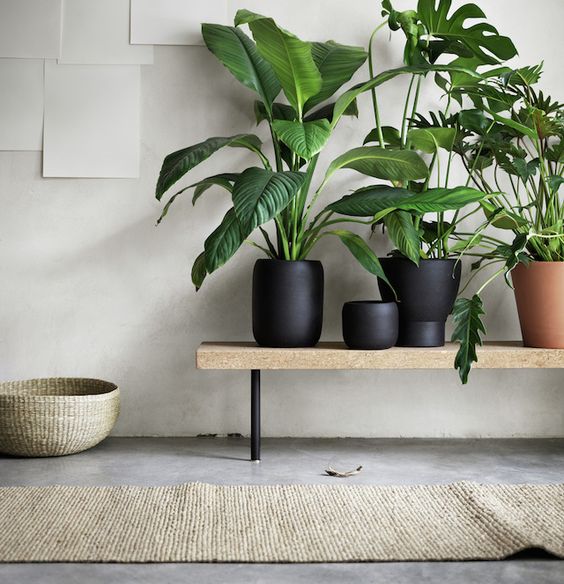 Indoor plants for stylish contemporary living spaces #black #green
