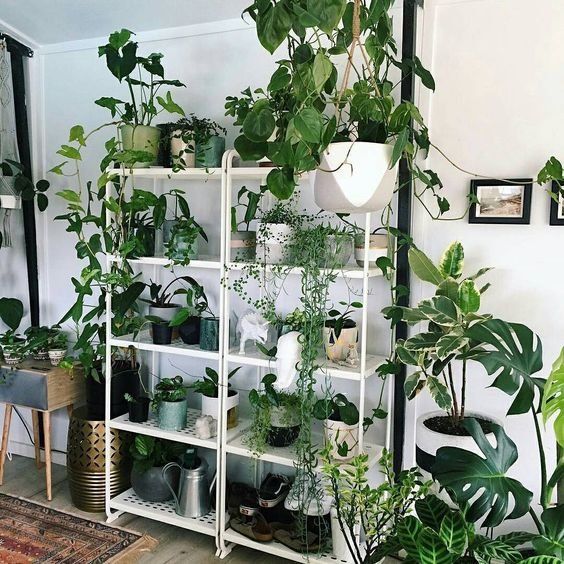 10.8 ÑÑÑ. Ð¾ÑÐ¼ÐµÑÐ¾Ðº Â«ÐÑÐ°Ð²Ð¸ÑÑÑÂ», 90 ÐºÐ¾Ð¼Ð¼ÐµÐ½ÑÐ°ÑÐ¸ÐµÐ² â Urban Jungle Bloggersâ¢ (@urbanjungleblog) Ð² Instagram: Â«#plantshelfie  Swipe left to see more! Which one is your favorite?  :@plantarchivesâ¦Â»