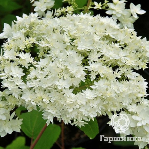 hydrangea_arborescens_hayes_starburst4.j