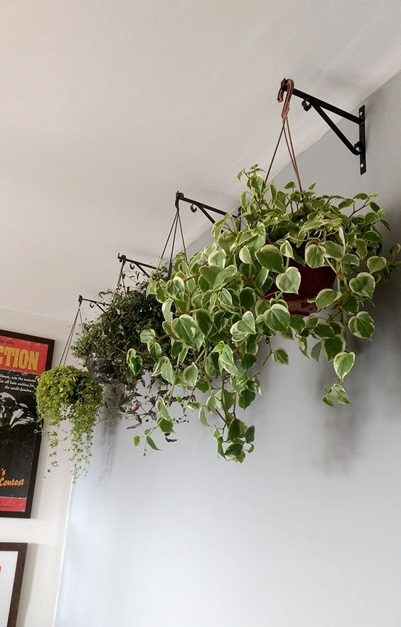 5 tipos de plantas ideais para ter em vasos pendentes dentro de casa - Blog de decoraÃ§Ã£o faÃ§a vocÃª mesmo - Casa de Firulas #Plantasdecoracion