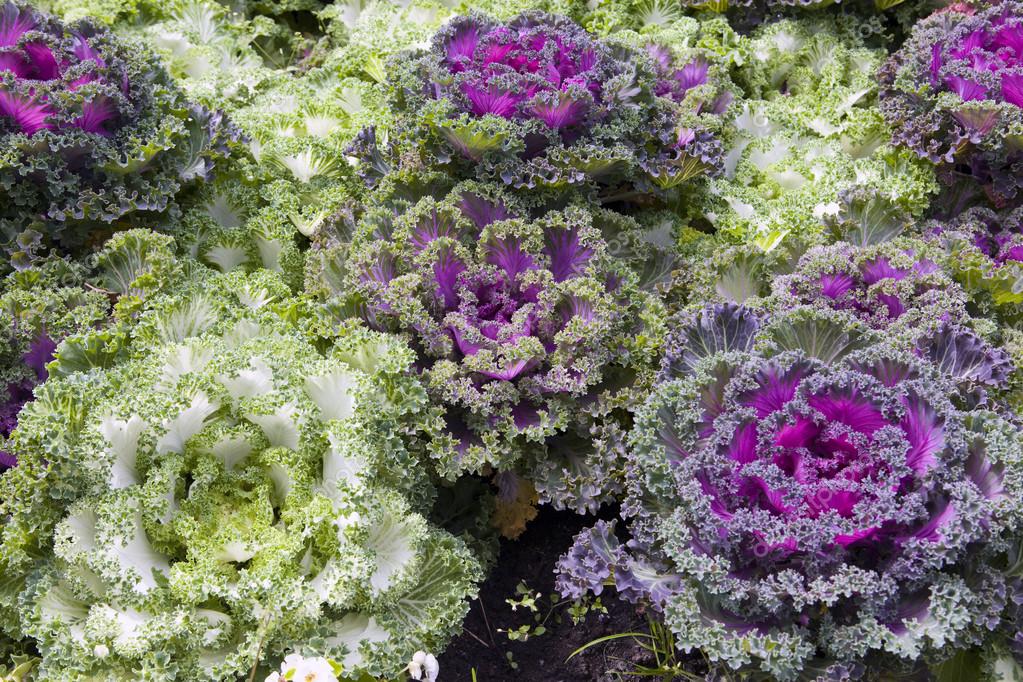 depositphotos_1827567-stock-photo-decorative-coloured-cabbage.jpg