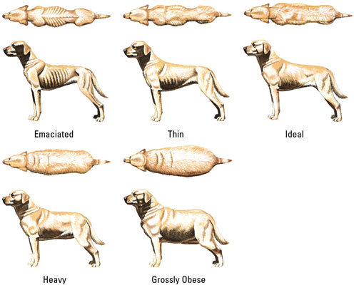 dog-weight-scale.jpg
