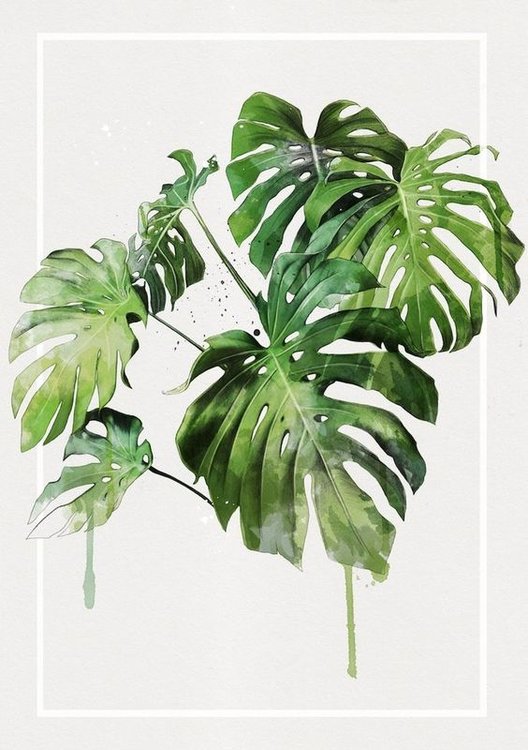 Monstera | Monsteradeliciosa | Plants | Pflanzen | Zimmerpflanzen | urban jungle | greenery | Grün | Houseplants