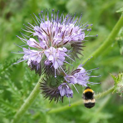 Сад Phacelia Tanacetifolia Attracting a Bumblebee