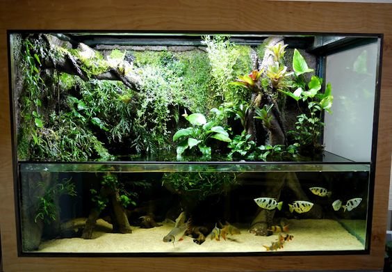 Because these fish really need a paludarium to show off their awesome behavior! Click the image to open in full size.
