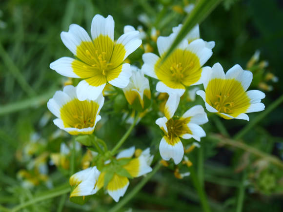 Лимнантес Дугласа (Limnanthes douglasii)