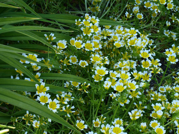 Лимнантес Дугласа (Limnanthes douglasii)