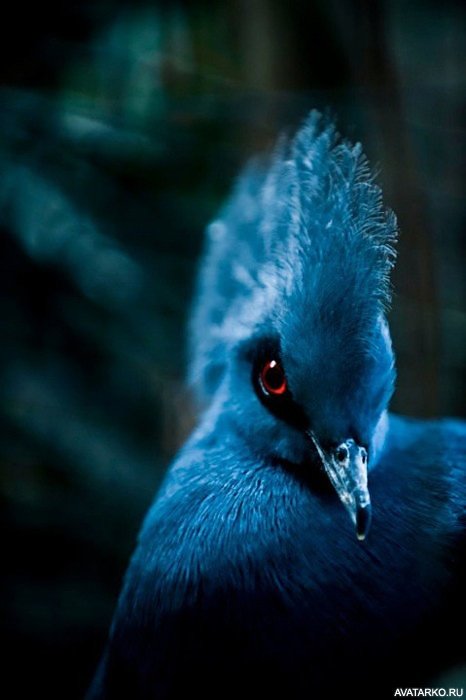 Фото 466x700 | Голубь синего цвета с хохолком на голове | Животные, Птицы, Голуби,  Скачать анимированную аватарку,  фотография