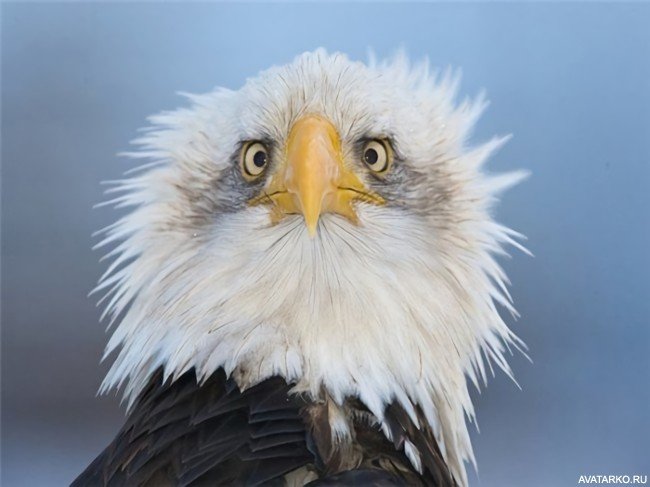 Фото 650x487 | Прикольный орёл с растрёпанными перьями | Животные, Птицы, Орлы,   фотография