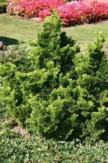 Zwerg-Muschel-Zypresse 'Nana Gracilis' - Chamaecyparis obtusa 'Nana Gracilis'