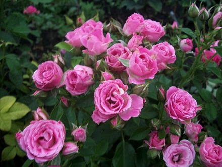 Сорт розы лавли лидия фото и описание