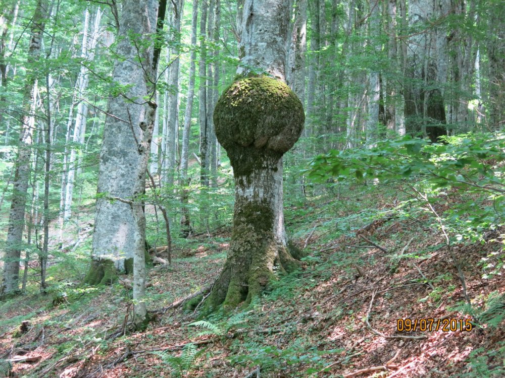 реликт лес 2.jpg