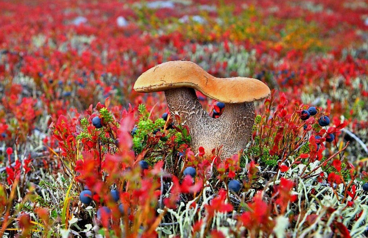 Обои на рабочий красные Ворсистые грибы